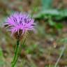 Fotografia 12 da espécie Centaurea sphaerocephala subesp. lusitanica do Jardim Botânico UTAD