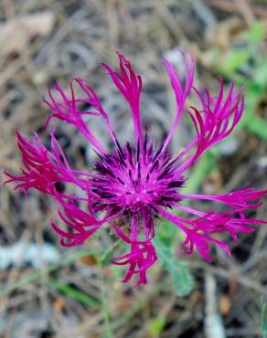 Fotografia 13 da espécie Centaurea sphaerocephala subesp. lusitanica no Jardim Botânico UTAD