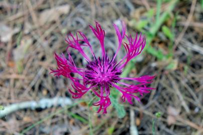 Fotografia da espécie Centaurea sphaerocephala subesp. lusitanica