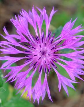 Fotografia 14 da espécie Centaurea sphaerocephala subesp. lusitanica no Jardim Botânico UTAD