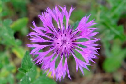 Fotografia da espécie Centaurea sphaerocephala subesp. lusitanica