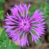 Fotografia 14 da espécie Centaurea sphaerocephala subesp. lusitanica do Jardim Botânico UTAD