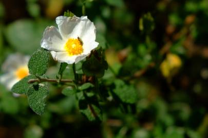 Fotografia da espécie Cistus salvifolius