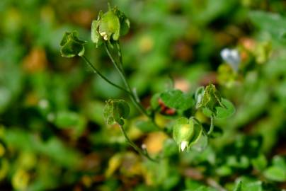 Fotografia da espécie Cistus salvifolius