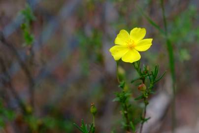 Fotografia da espécie Halimium calycinum