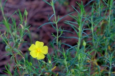 Fotografia da espécie Halimium calycinum