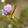 Fotografia 9 da espécie Armeria rouyana do Jardim Botânico UTAD