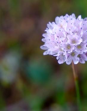 Fotografia 10 da espécie Armeria rouyana no Jardim Botânico UTAD