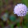 Fotografia 10 da espécie Armeria rouyana do Jardim Botânico UTAD