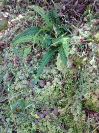 Fotografia da espécie Blechnum spicant subesp. spicant var. spicant