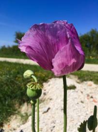 Fotografia da espécie Papaver somniferum subesp. setigerum