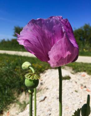 Fotografia 16 da espécie Papaver somniferum subesp. setigerum no Jardim Botânico UTAD