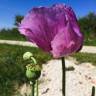 Fotografia 16 da espécie Papaver somniferum subesp. setigerum do Jardim Botânico UTAD