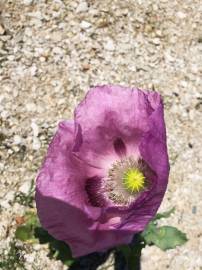 Fotografia da espécie Papaver somniferum subesp. setigerum