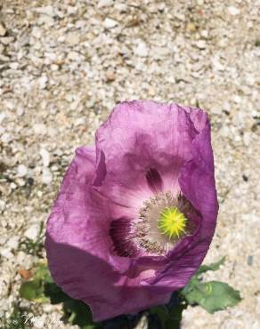 Fotografia 17 da espécie Papaver somniferum subesp. setigerum no Jardim Botânico UTAD