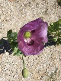 Fotografia da espécie Papaver somniferum subesp. setigerum