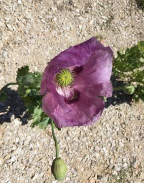 Fotografia 18 da espécie Papaver somniferum subesp. setigerum no Jardim Botânico UTAD