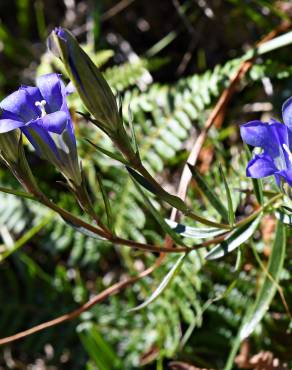 Fotografia 12 da espécie Gentiana pneumonanthe no Jardim Botânico UTAD