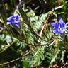 Fotografia 12 da espécie Gentiana pneumonanthe do Jardim Botânico UTAD