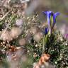 Fotografia 14 da espécie Gentiana pneumonanthe do Jardim Botânico UTAD