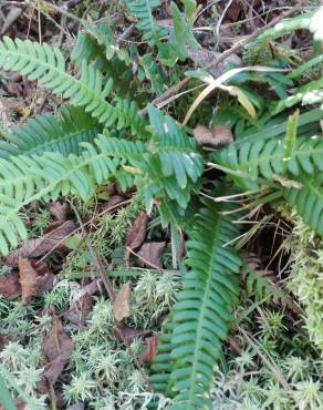 Fotografia 6 da espécie Blechnum spicant subesp. spicant var. spicant no Jardim Botânico UTAD