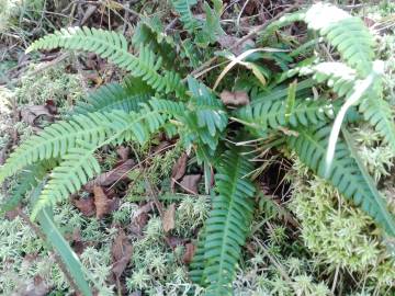 Fotografia da espécie Blechnum spicant subesp. spicant var. spicant