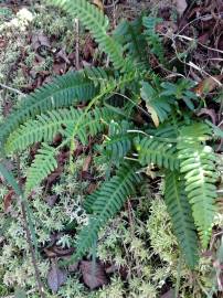 Fotografia da espécie Blechnum spicant subesp. spicant var. spicant