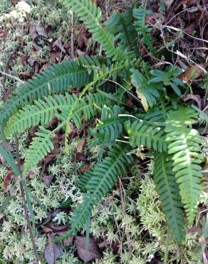 Fotografia 7 da espécie Blechnum spicant subesp. spicant var. spicant no Jardim Botânico UTAD