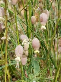 Fotografia da espécie Silene vulgaris subesp. vulgaris