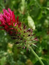 Fotografia da espécie Trifolium incarnatum