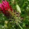 Fotografia 12 da espécie Trifolium incarnatum do Jardim Botânico UTAD