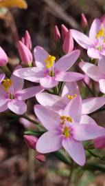 Fotografia da espécie Centaurium erythraea subesp. grandiflorum