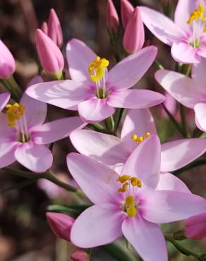 Fotografia 13 da espécie Centaurium erythraea subesp. grandiflorum no Jardim Botânico UTAD