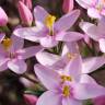 Fotografia 13 da espécie Centaurium erythraea subesp. grandiflorum do Jardim Botânico UTAD