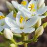 Fotografia 14 da espécie Centaurium erythraea subesp. grandiflorum do Jardim Botânico UTAD