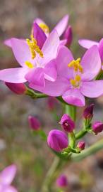 Fotografia da espécie Centaurium erythraea subesp. grandiflorum