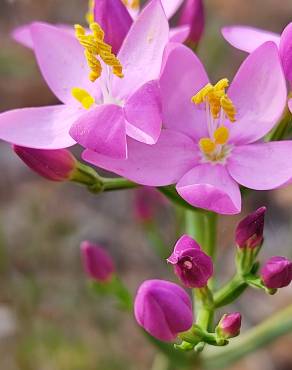 Fotografia 15 da espécie Centaurium erythraea subesp. grandiflorum no Jardim Botânico UTAD