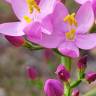 Fotografia 15 da espécie Centaurium erythraea subesp. grandiflorum do Jardim Botânico UTAD