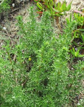 Fotografia 4 da espécie Artemisia campestris subesp. maritima no Jardim Botânico UTAD