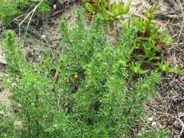 Fotografia da espécie Artemisia campestris subesp. maritima