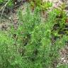 Fotografia 4 da espécie Artemisia campestris subesp. maritima do Jardim Botânico UTAD