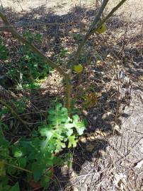 Fotografia da espécie Solanum linnaeanum