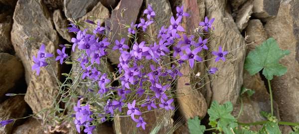 Fotografia da espécie Campanula lusitanica subesp. lusitanica