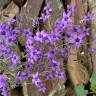 Fotografia 11 da espécie Campanula lusitanica subesp. lusitanica do Jardim Botânico UTAD