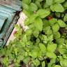 Fotografia 15 da espécie Duchesnea indica do Jardim Botânico UTAD