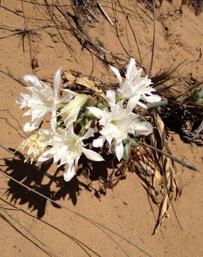 Fotografia 14 da espécie Pancratium maritimum no Jardim Botânico UTAD