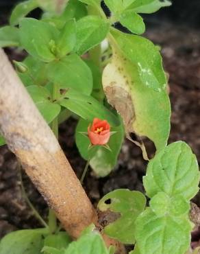 Fotografia 19 da espécie Anagallis arvensis subesp. arvensis no Jardim Botânico UTAD