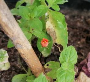 Fotografia da espécie Anagallis arvensis subesp. arvensis