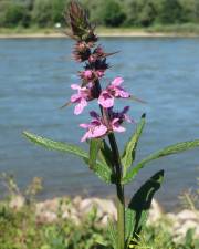 Fotografia da espécie Stachys palustris