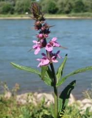 Stachys palustris